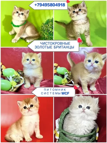 Чистокровные британские котята золотых окрасов с документами - Скот в Краснодар