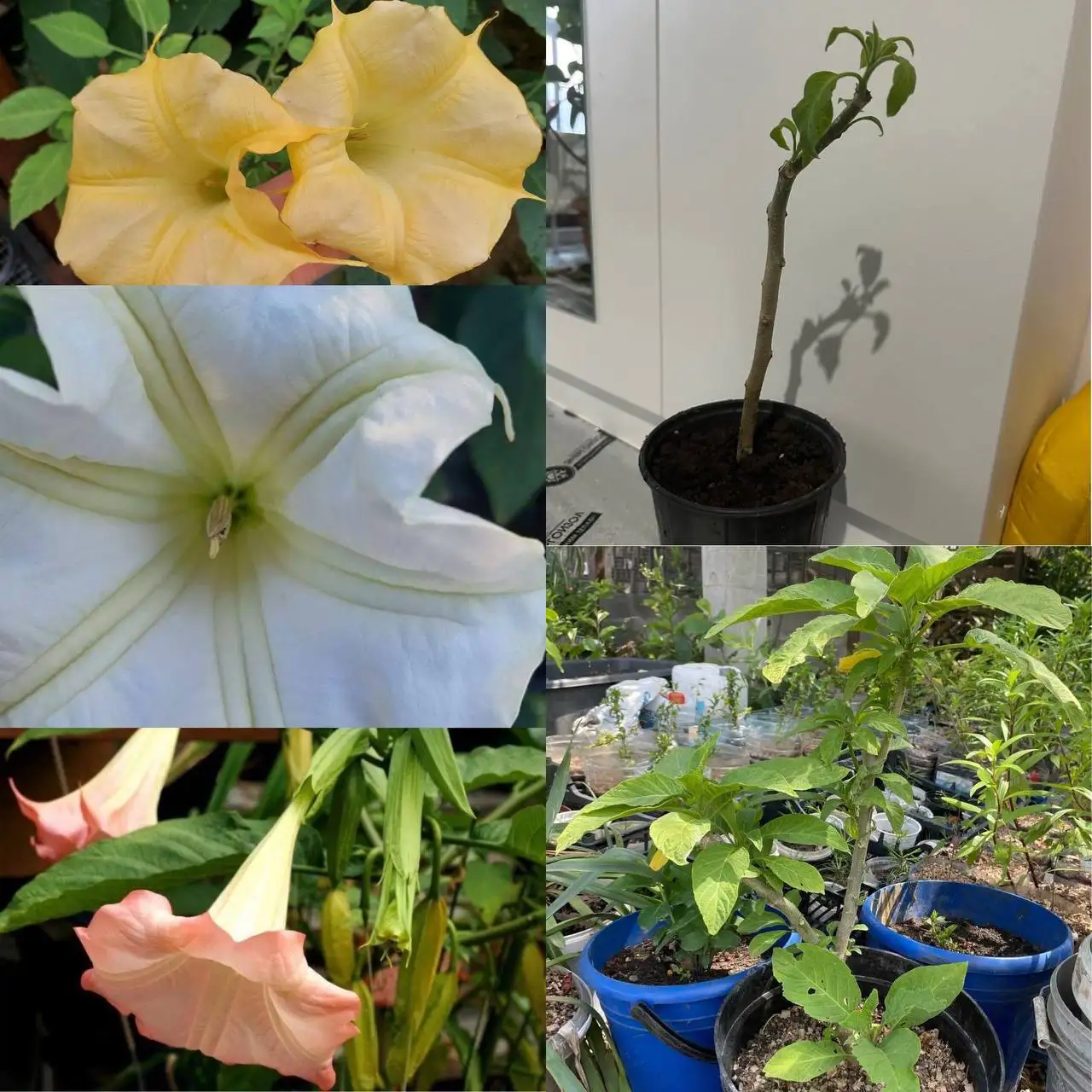 Саженцы и черенки бругмансии в Краснодаре - Садоводство (Хобби и отдых) в Краснодар