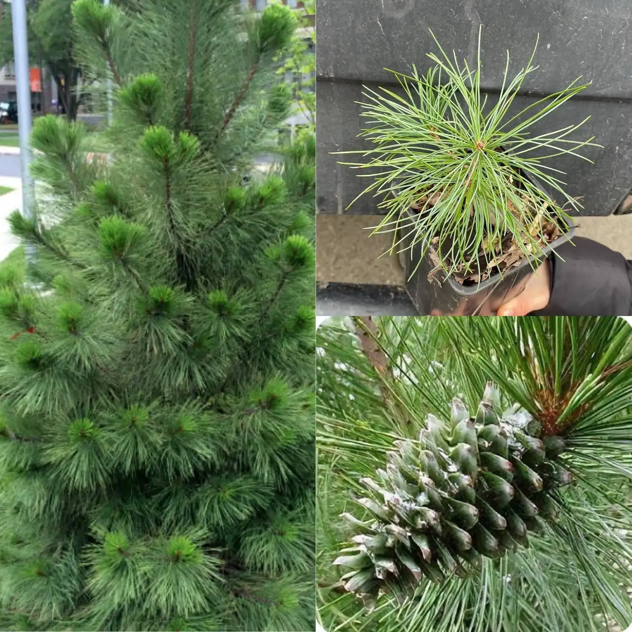 Продажа саженцев Кедра Дальневосточного в Краснодаре - Растения (Барахолка) в Краснодар