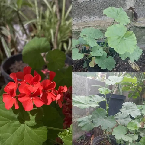 Саженцы герани зональной ЗКС в Краснодаре - Видеоигры в Краснодар