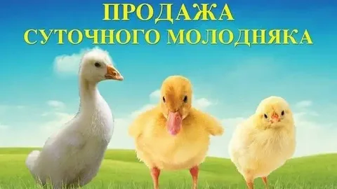 Продажа суточной птицы на сезон 2026 - частное объявление в Тюмень