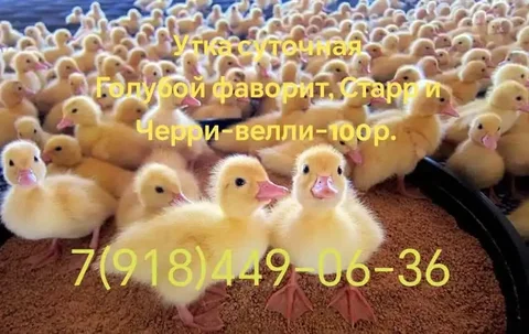 Утята кросса Черри-Велли - классика бройлерного утководства - Животные в Тюмень