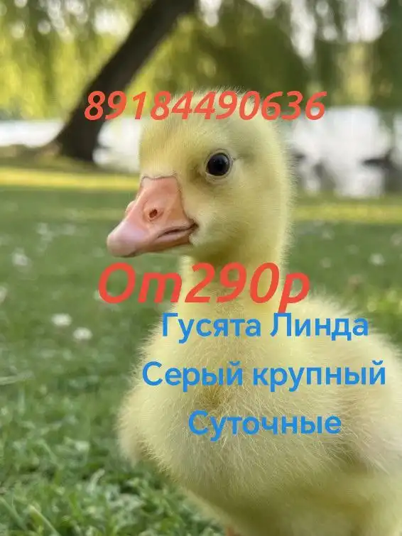 Продажа акустической системы в Тюмени