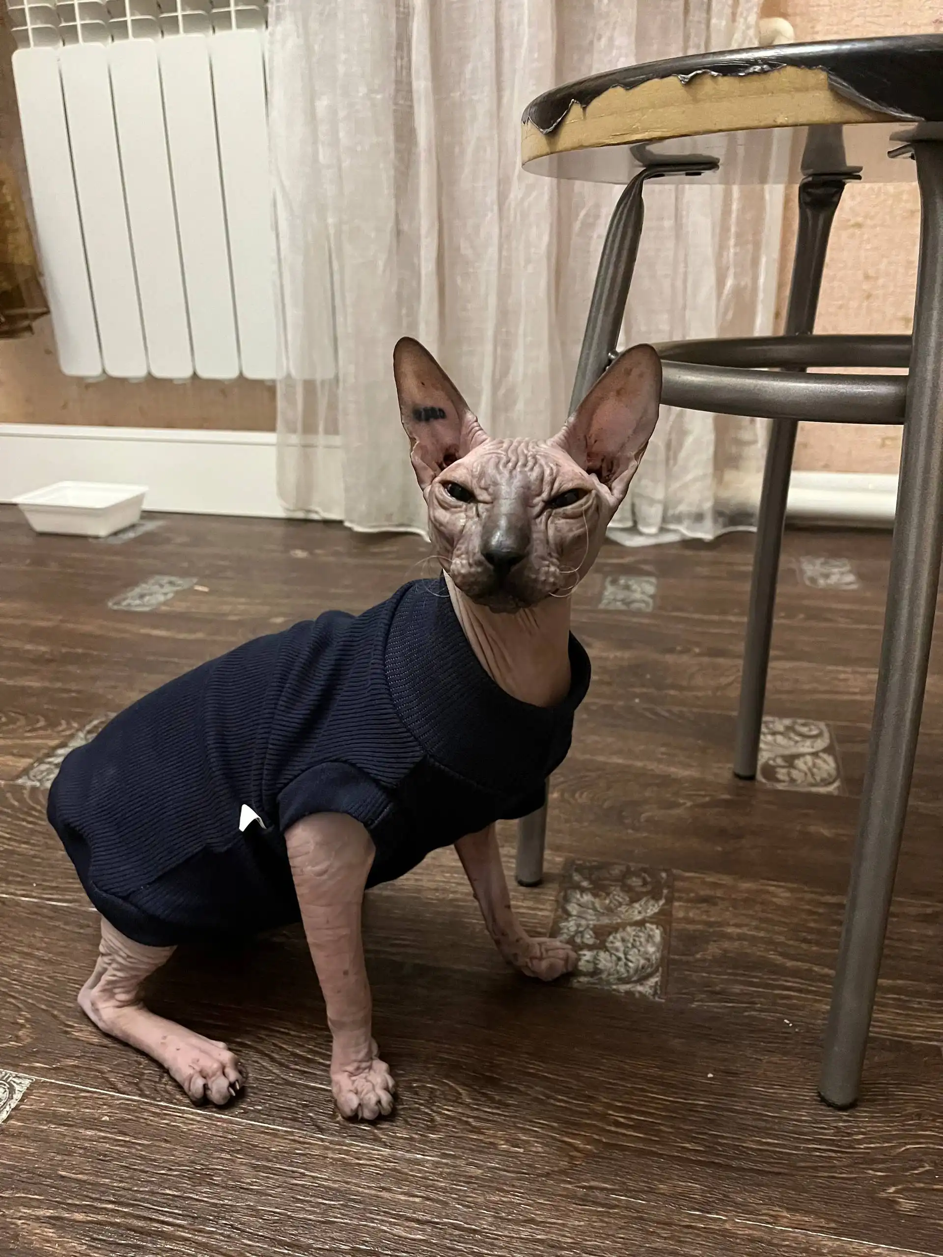 Продается кот - Кошки (Животные) в Тюмень