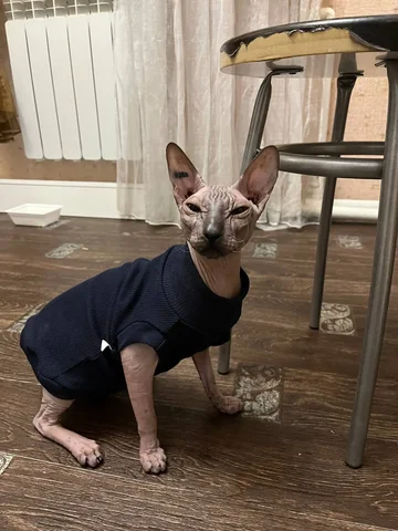 Продается кот - Пропавшие животные в Тюмень