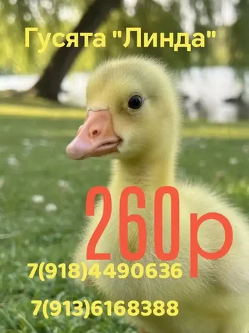 Продажа суточных гусят - Сельскохозяйственные животные в Тюмень