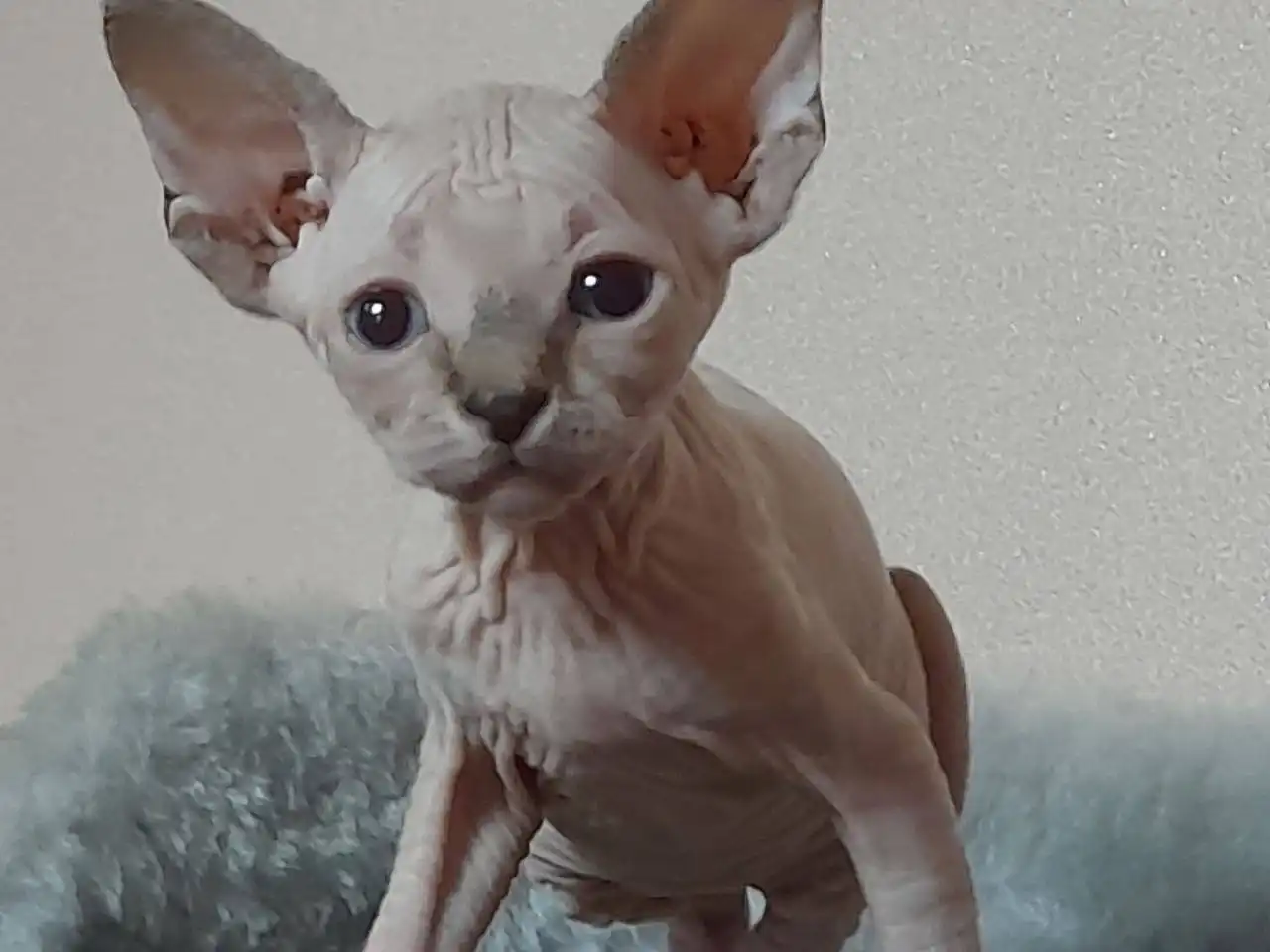 Продажа котят канадского сфинкса - Кошки (Животные) в Самара