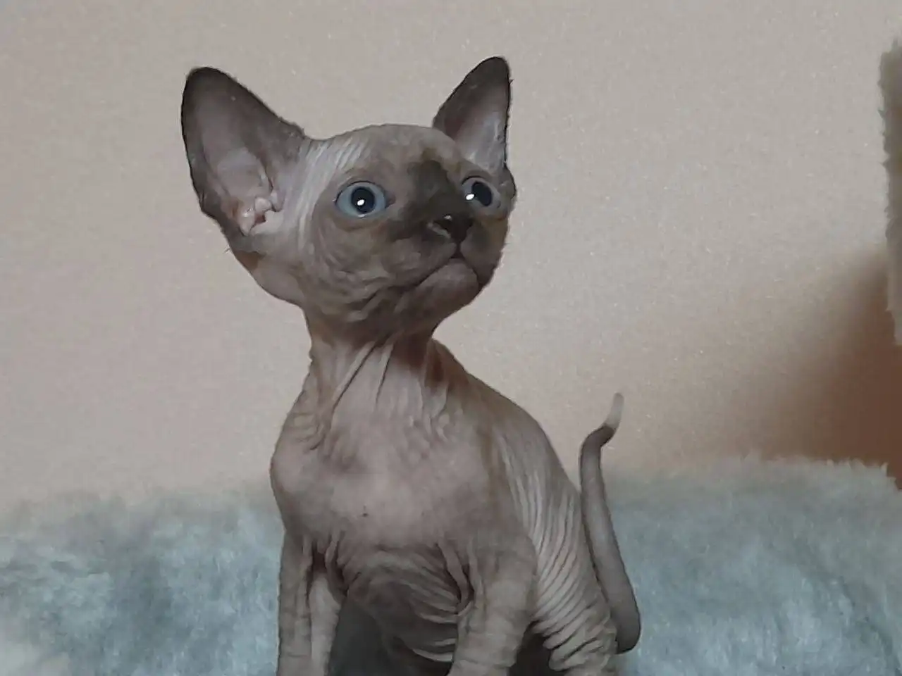 Продажа котят канадского сфинкса - Кошки (Животные) в Самара