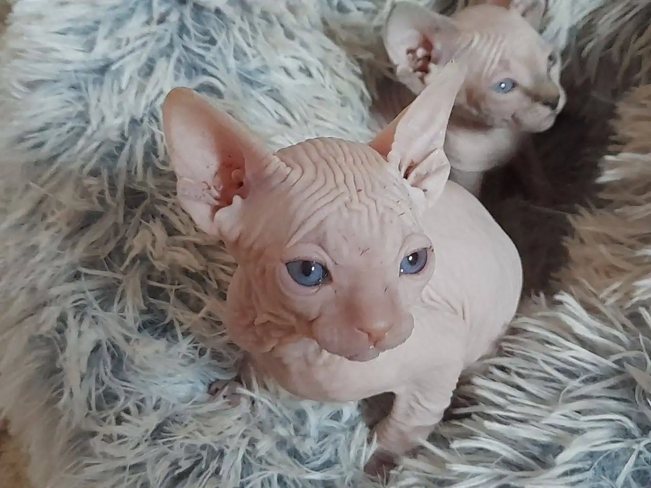 Продажа котят канадского сфинкса - Кошки (Животные) в Самара