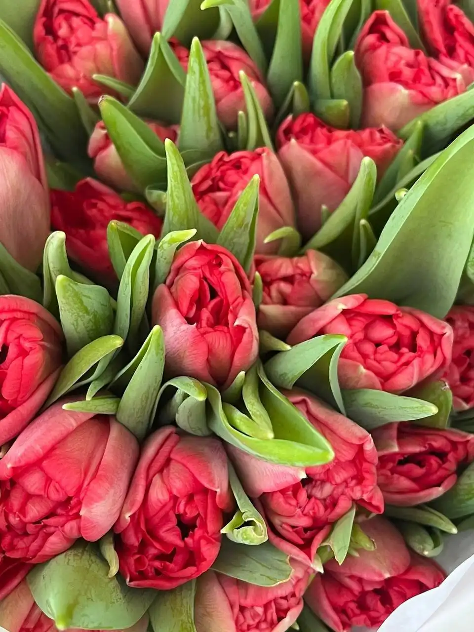 Голландские пионовидные тюльпаны оптом - Цветы (Хобби и отдых) в Самара