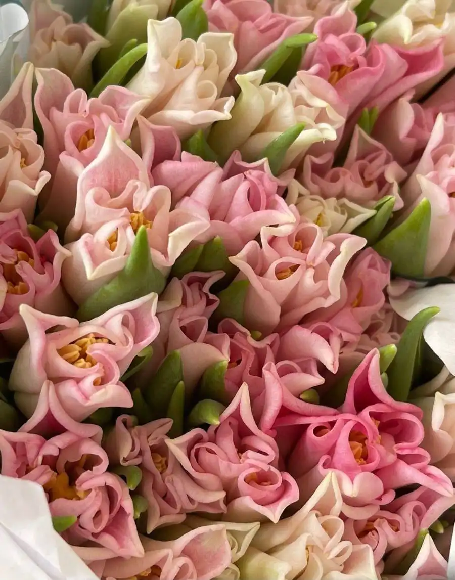 Голландские пионовидные тюльпаны оптом - Цветы (Хобби и отдых) в Самара