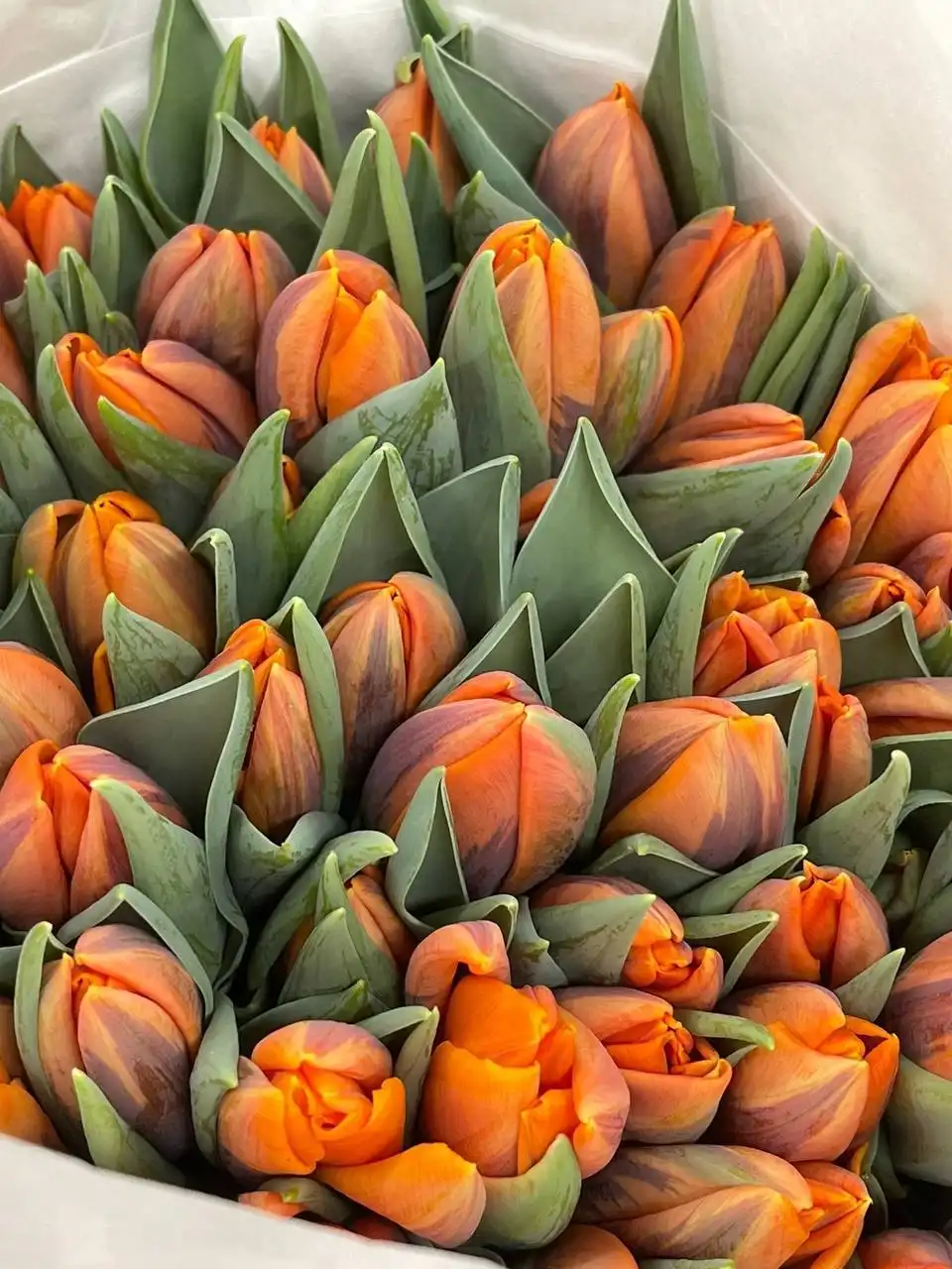 Голландские пионовидные тюльпаны оптом - Цветы (Хобби и отдых) в Самара