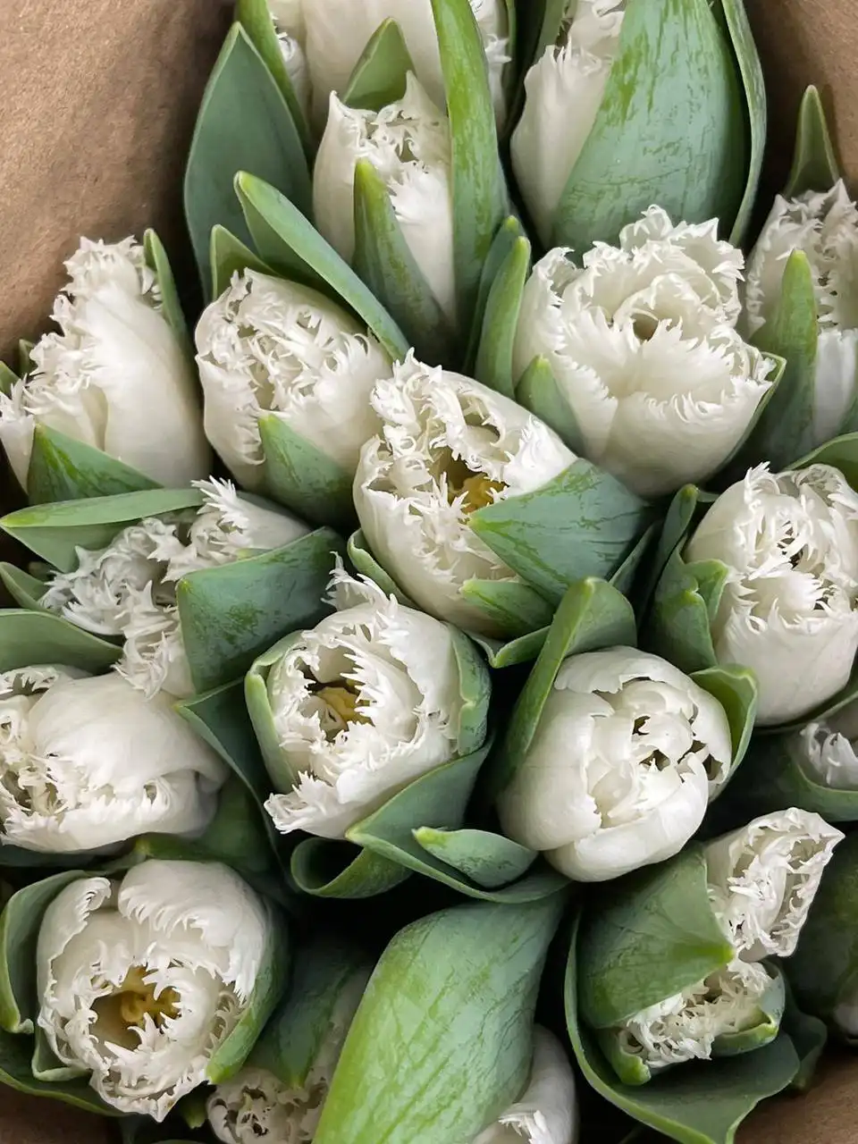 Голландские пионовидные тюльпаны оптом - Цветы (Хобби и отдых) в Самара