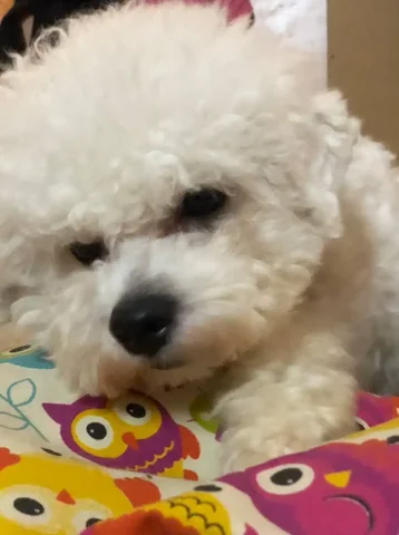 Продажа щенка Бишон Фризе мини с документами - Птица в Самара