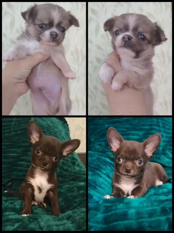Щенки чихуахуа мальчики с документами РКФ - Птица в Самара