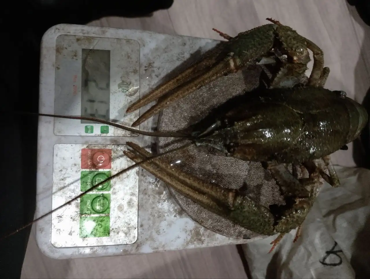 Вкуснейшие Волжские раки - Продукты питания (Барахолка) в Самара