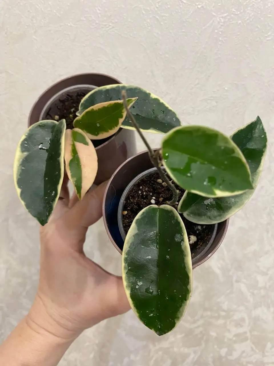 Продажа комнатных растений - Растения (Хобби и отдых) в Самара