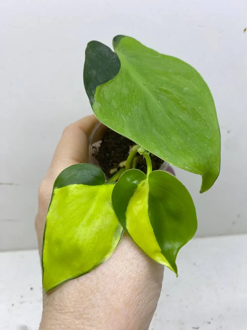 Продажа комнатных растений - Растения (Хобби и отдых) в Самара