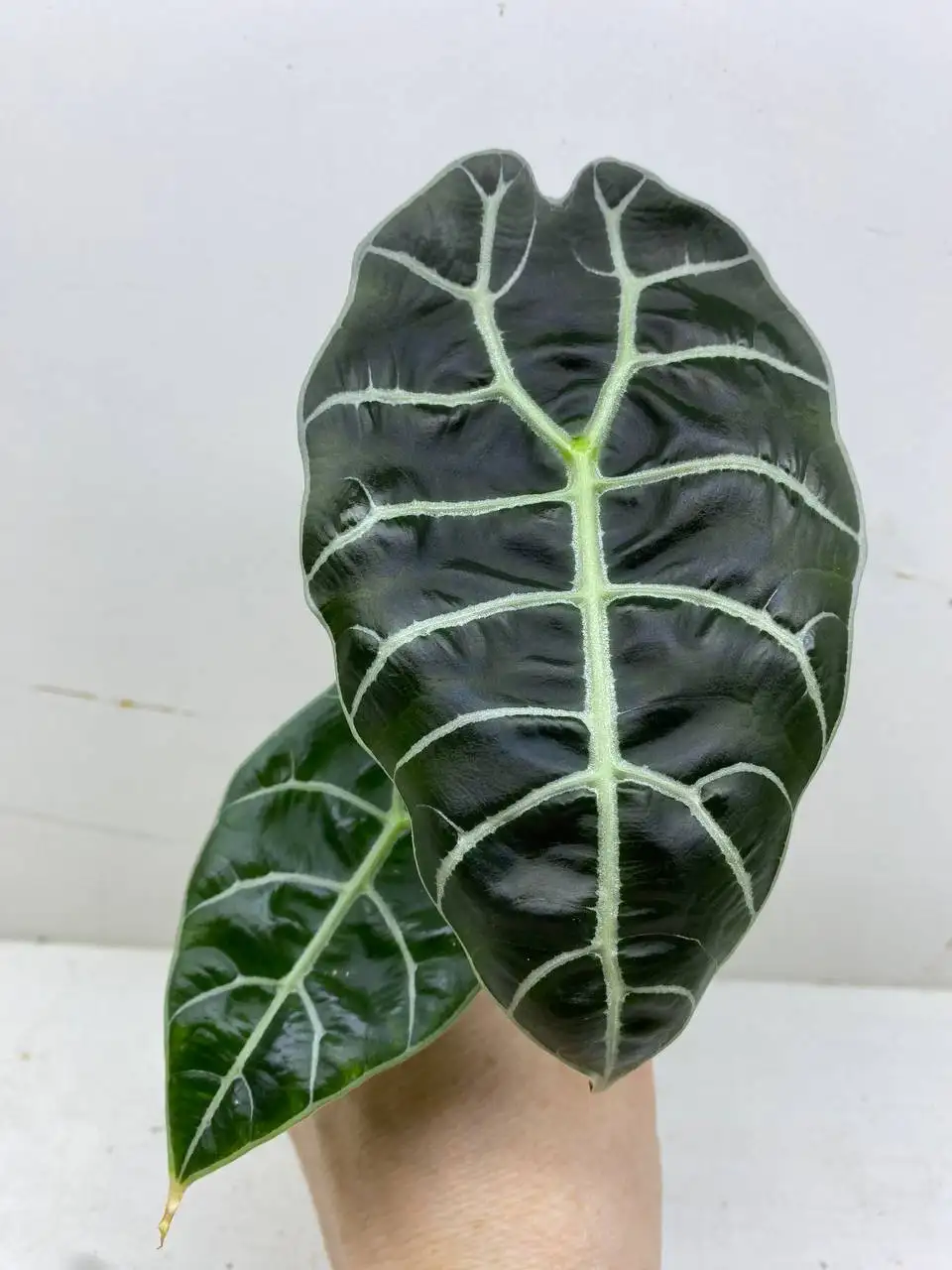 Продажа комнатных растений - Растения (Хобби и отдых) в Самара