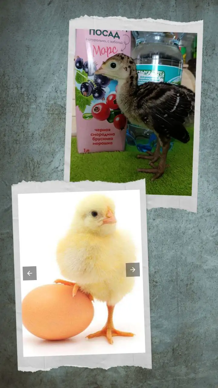 Продажа домашней птицы разных пород - Птица (Животные) в Курумоч