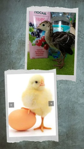 Продажа домашней птицы разных пород - частное объявление в Курумоч