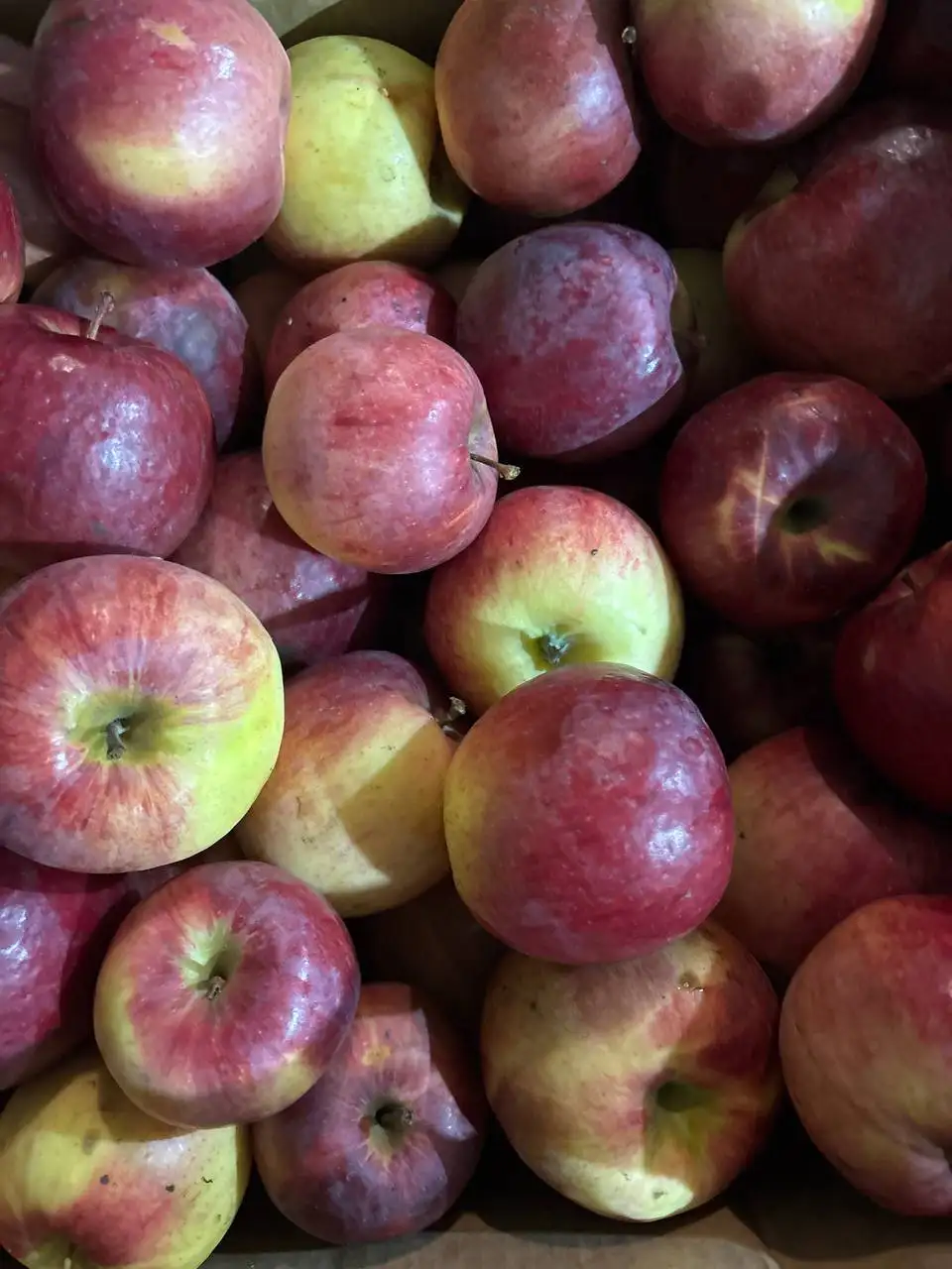 Привоз яблок Северный Синап, Жигулевское из Суходола - Продукты питания (Барахолка) в Самара
