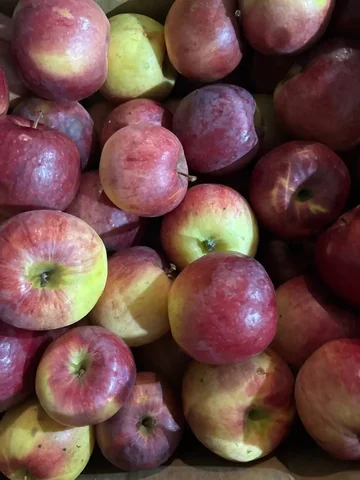Привоз яблок Северный Синап, Жигулевское из Суходола - Барахолка в Самара