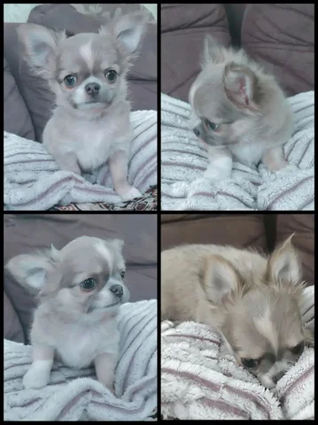 Щенок чихуахуа редкого окраса голубой соболь - Поиск животных в Тольятти