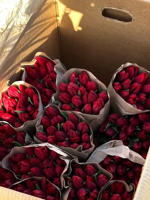 Продажа свежих тюльпанов к 8 Марта в Самаре - Рюкзаки в Самара