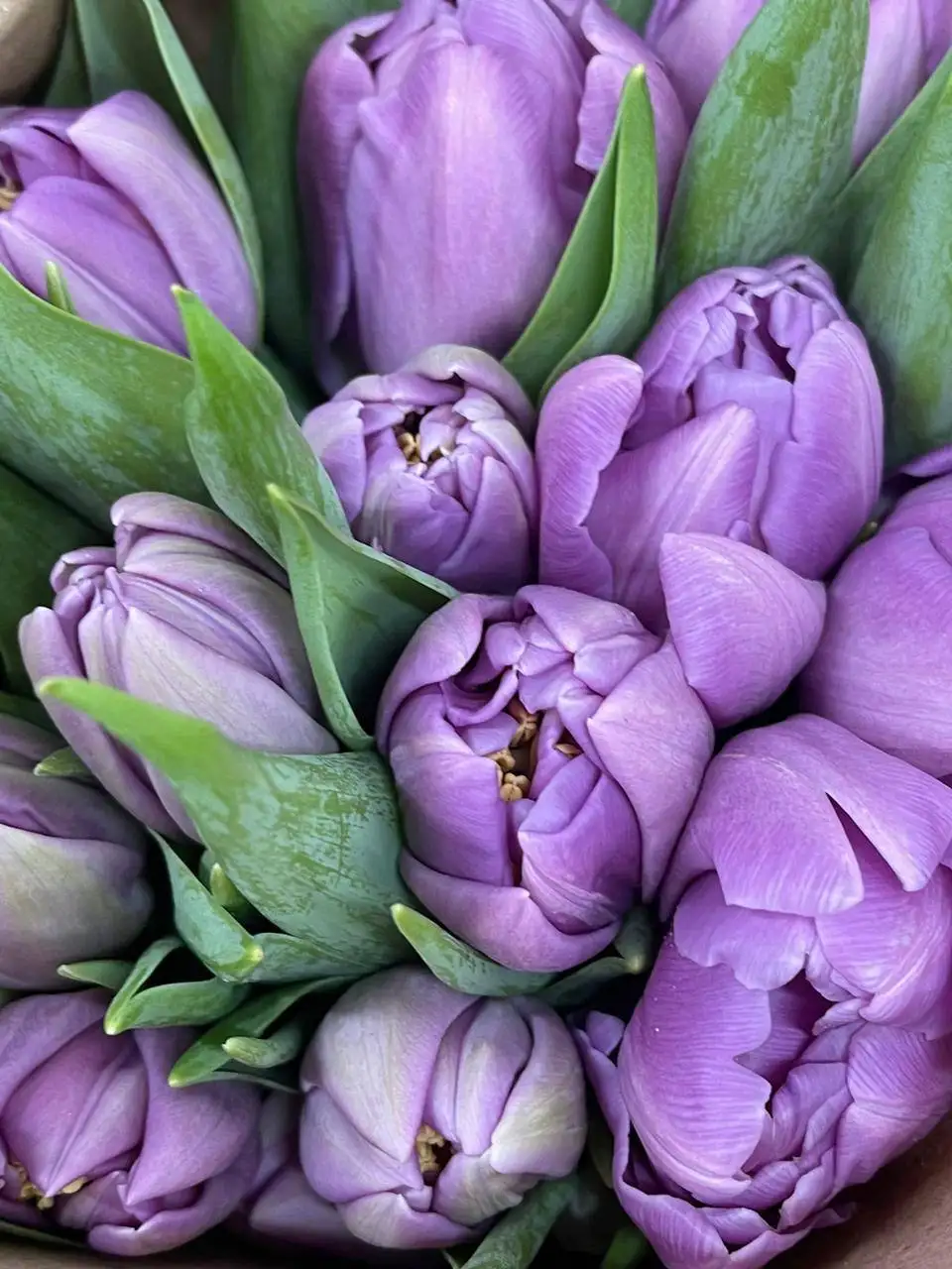 Продажа свежих тюльпанов к 8 Марта в Самаре - Цветы (Барахолка) в Самара