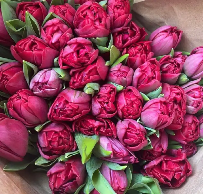 Продажа свежих тюльпанов к 8 Марта в Самаре - Цветы (Барахолка) в Самара