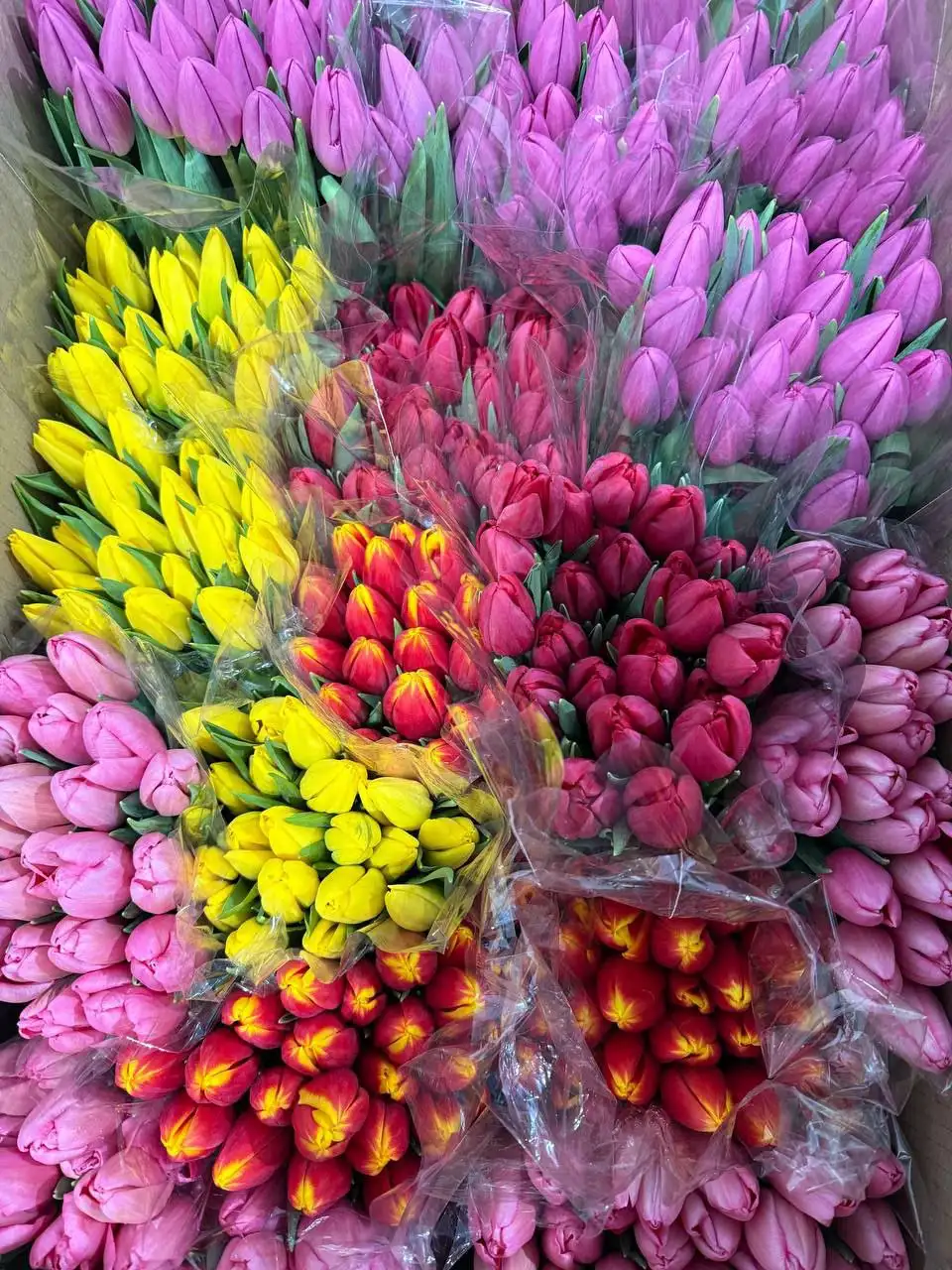 Тюльпаны к 8 марта - Цветы (Барахолка) в Самара