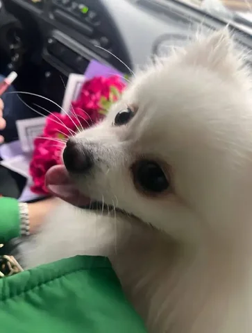 Померанский шпиц 2,5 года - Птицеводство в Самара