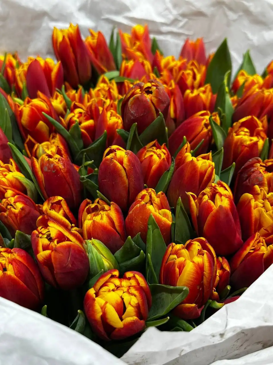 Предзаказ свежих голландских пионовидных тюльпанов - Цветы (Хобби и отдых) в Самара