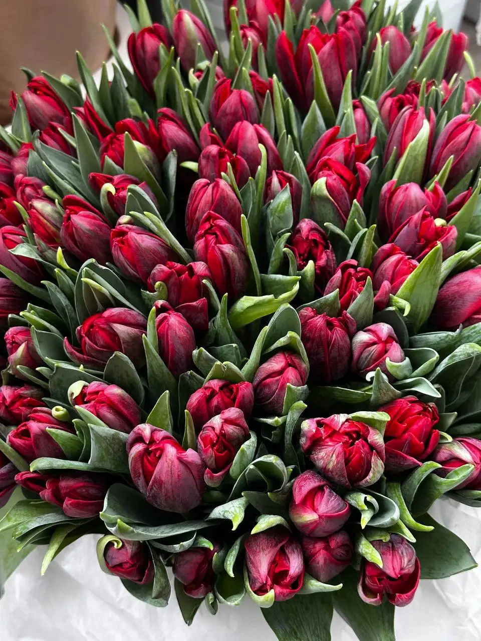 Предзаказ свежих голландских пионовидных тюльпанов - Цветы (Хобби и отдых) в Самара