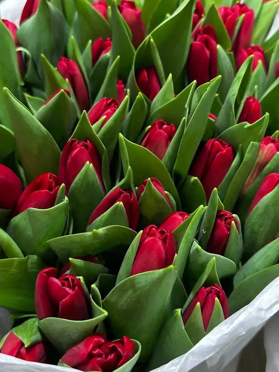 Предзаказ свежих голландских пионовидных тюльпанов - Цветы (Хобби и отдых) в Самара