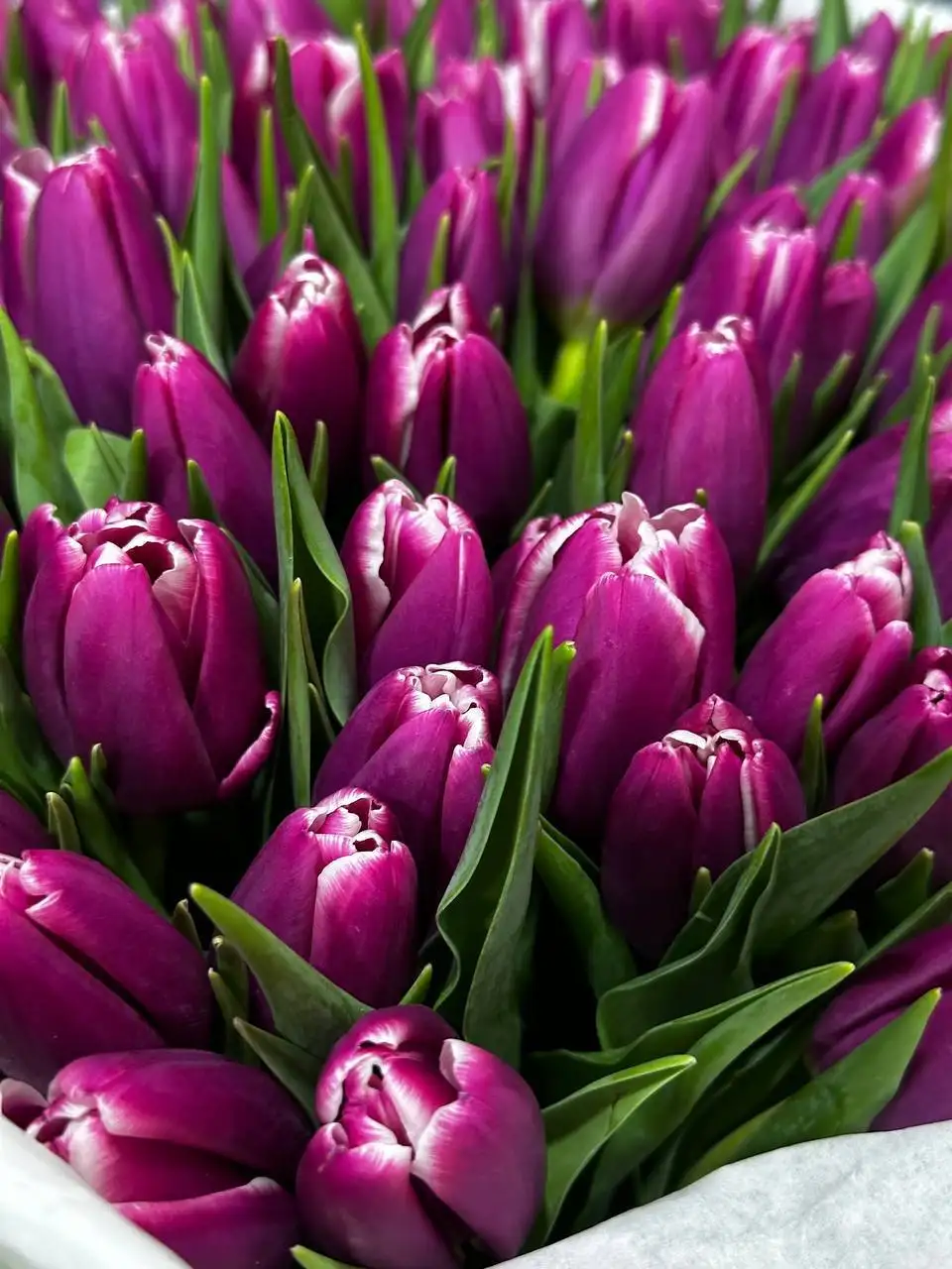 Предзаказ свежих голландских пионовидных тюльпанов - Цветы (Хобби и отдых) в Самара