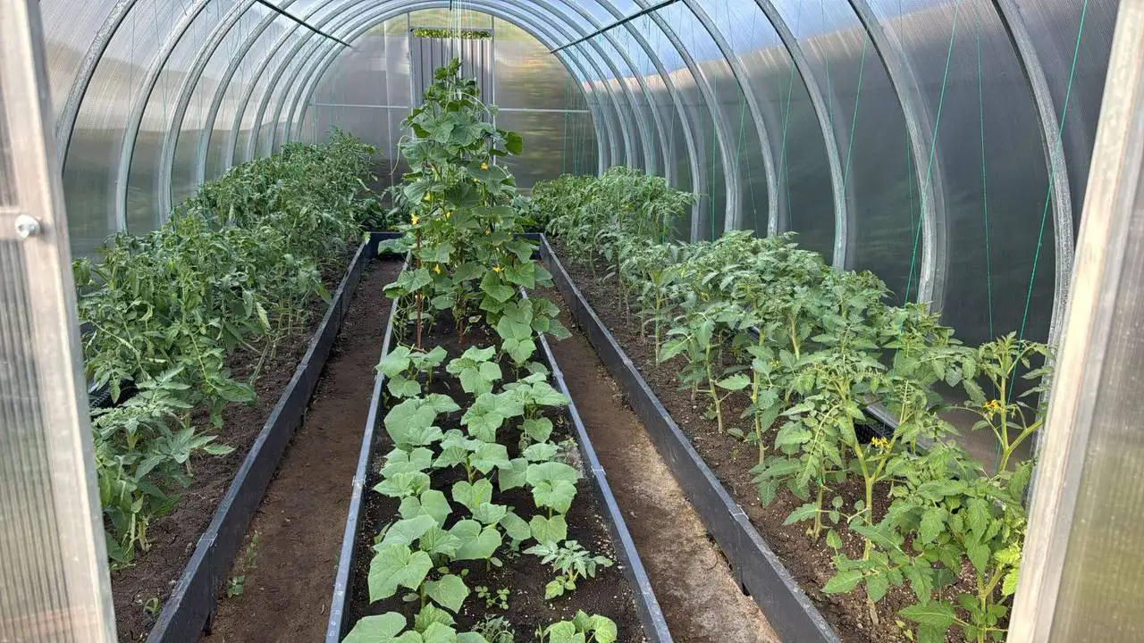 Новая качественная теплица по ГОСТу - Теплицы (Барахолка) в Самара