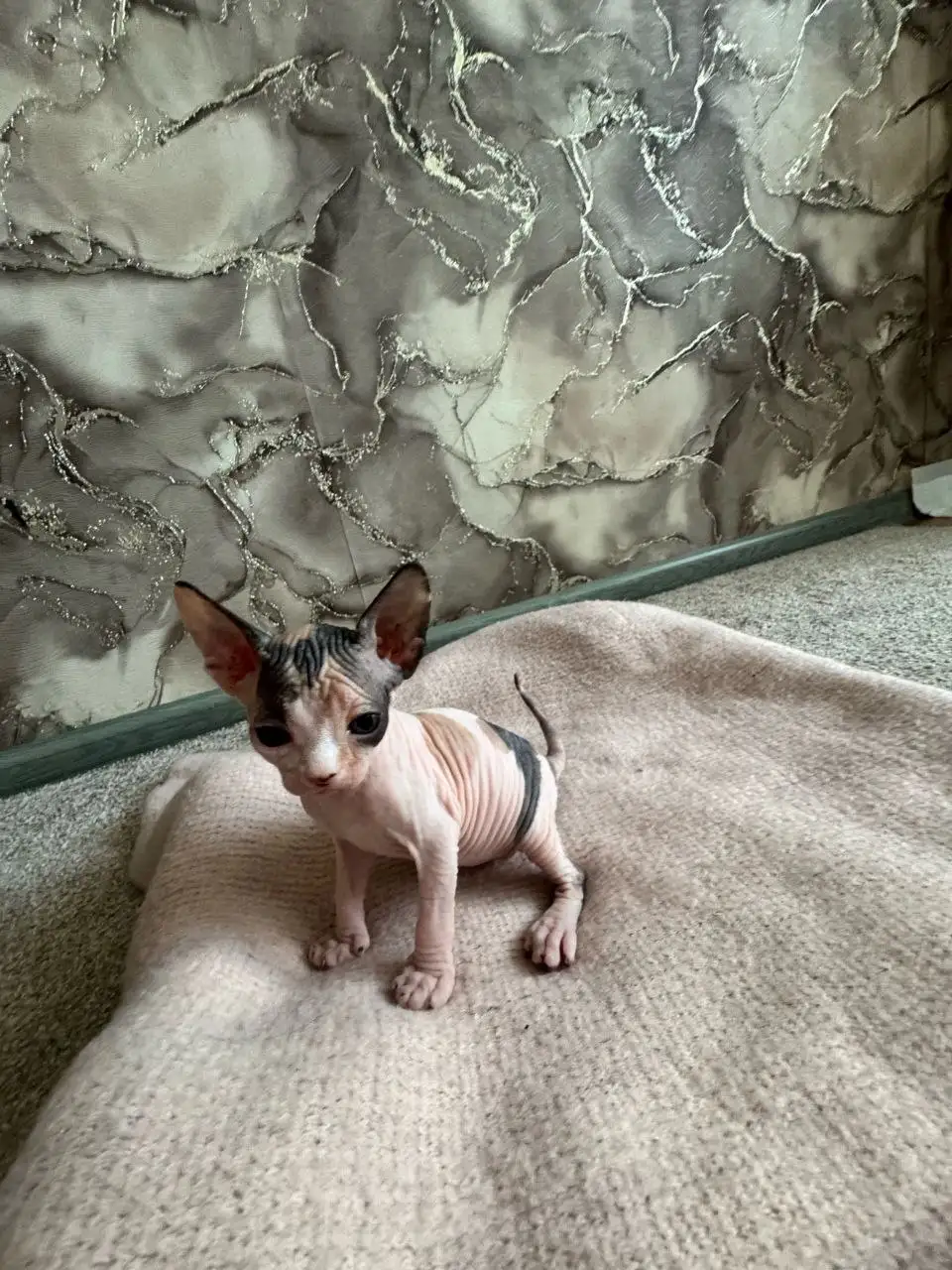 Продажа котят породы сфинкс - Кошки (Животные) в Самара