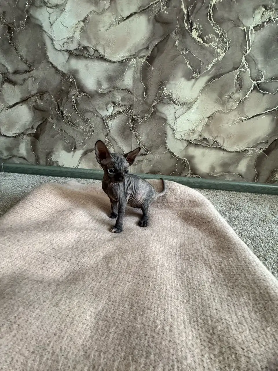 Продажа котят породы сфинкс - Кошки (Животные) в Самара