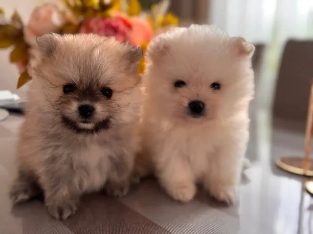 Продажа щенков померанского шпица - Птицы в Самара