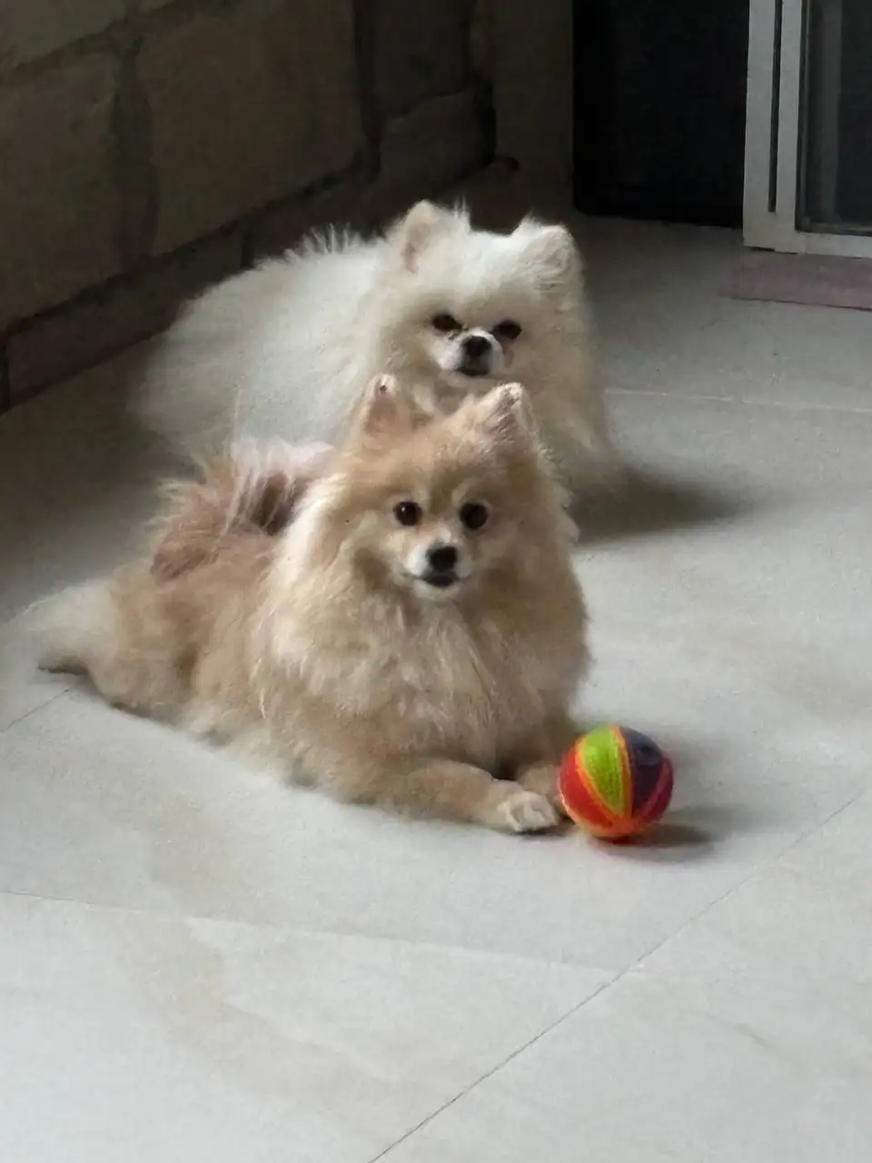 Продажа щенков померанского шпица - Собаки (Животные) в Самара