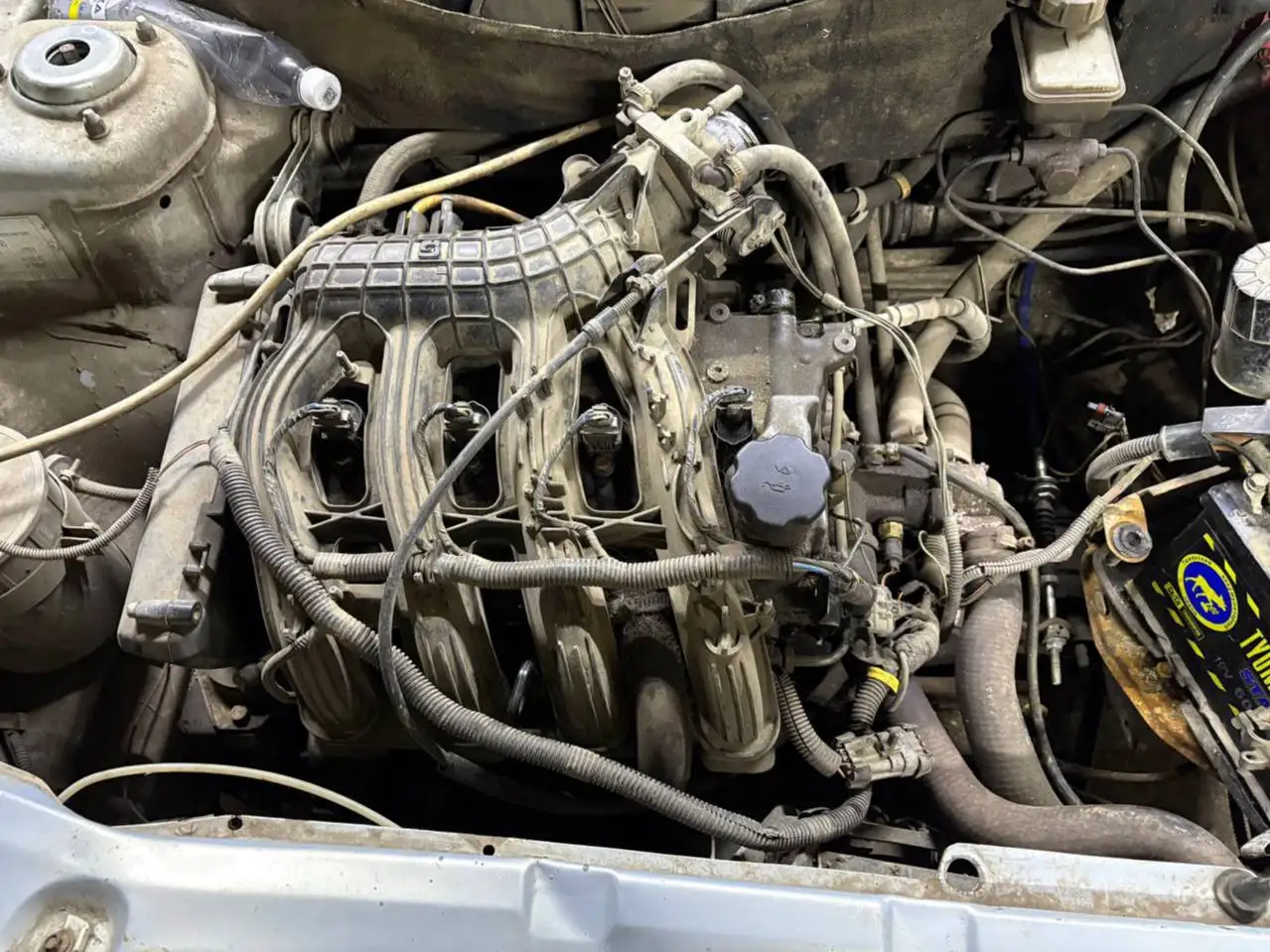 Продажа или обмен шеснаря живого - Барахолка в Самара