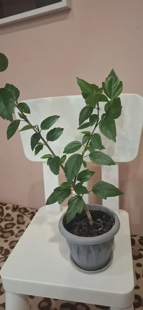 Продам белый гибискус - Творчество и рукоделие в Самара