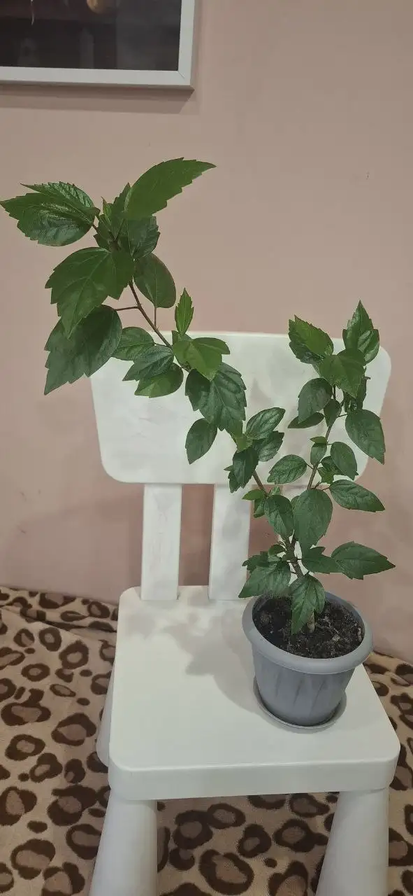 Продам белый гибискус - Растения (Хобби и отдых) в Самара