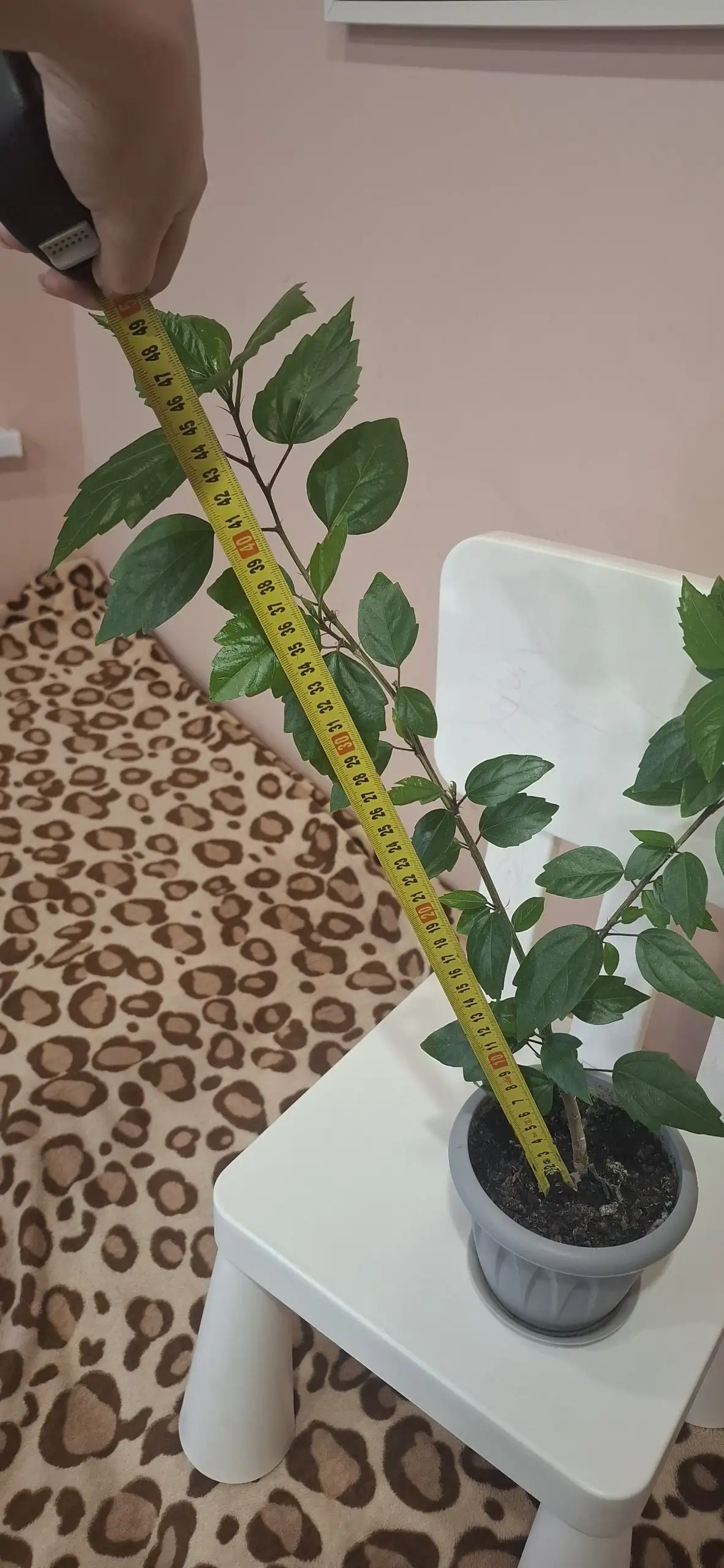 Продам белый гибискус - Растения (Хобби и отдых) в Самара