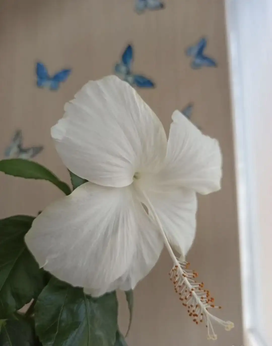 Продам белый гибискус - Растения (Хобби и отдых) в Самара