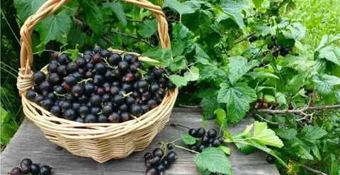 Саженцы черной смородины с закрытой корневой системой - Картины в Самара