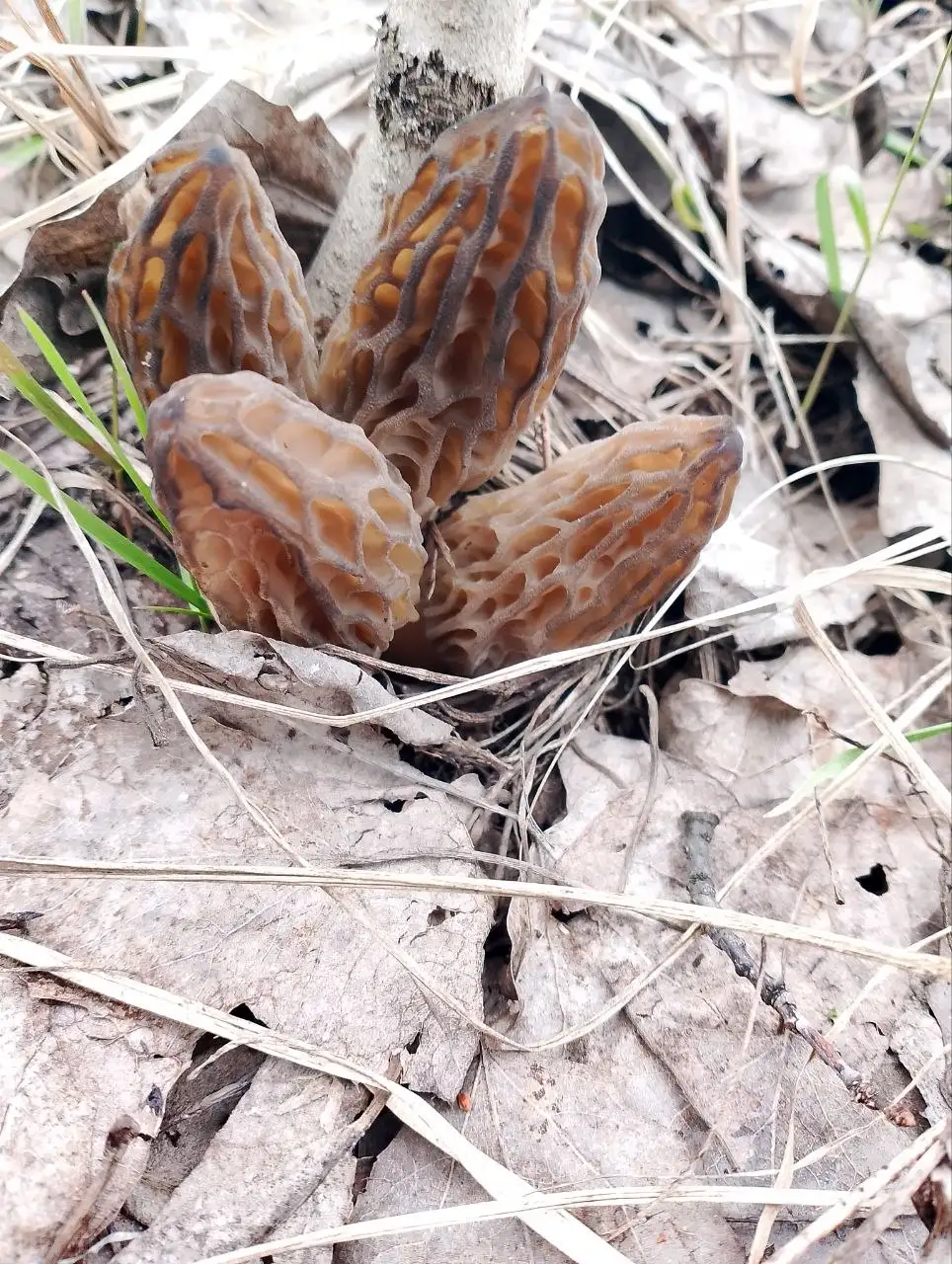 Продам свежие сморчки конические - Барахолка в Самара