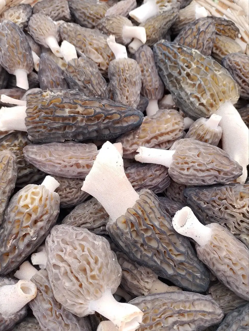 Продам свежие сморчки конические - Барахолка в Самара